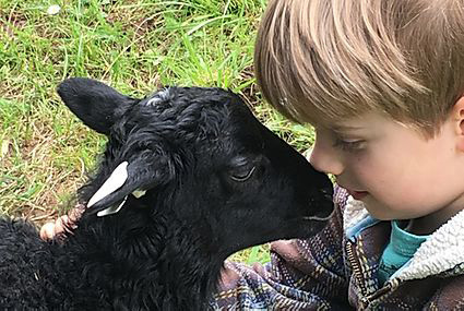 Appletree Farm Gotland Sheep, Eugene, Oregon