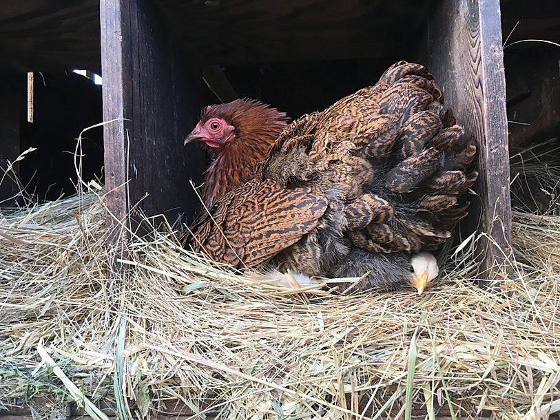 Chicken at Appletree Farm, Eugene, Oregon