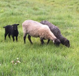 Gotland lambs from Appletree Farm, Eugene, Oregon