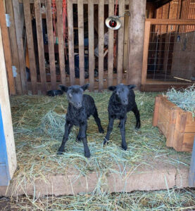 Gotland lambs from Appletree Farm, Eugene, Oregon