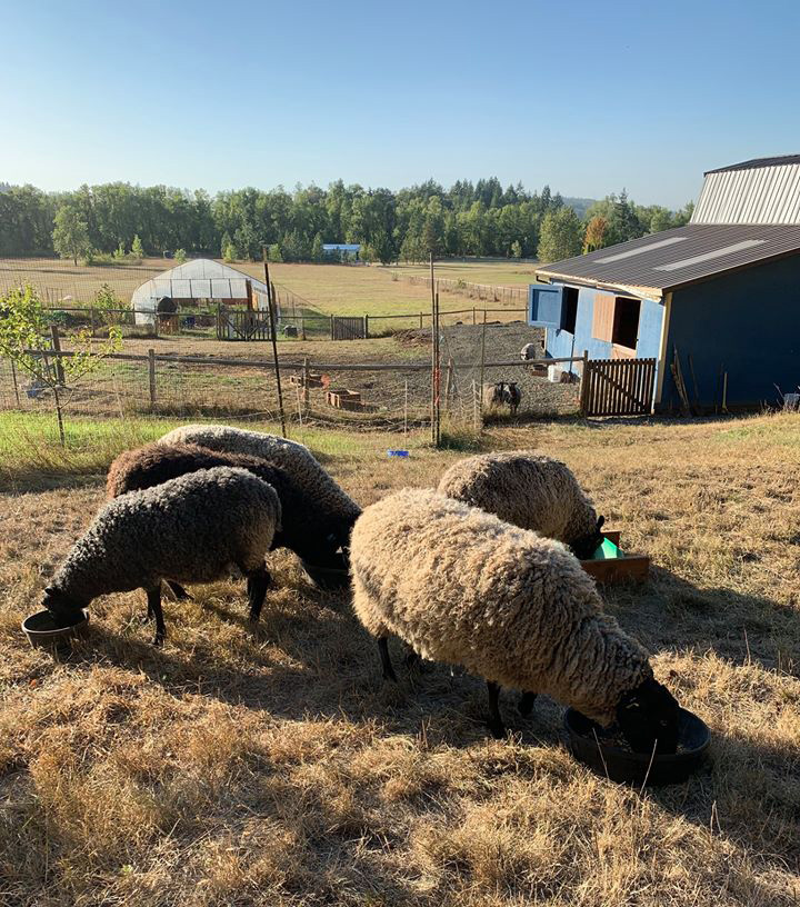 Raising Gotland Sheep at Appletree Farm, Eugene, Oregon