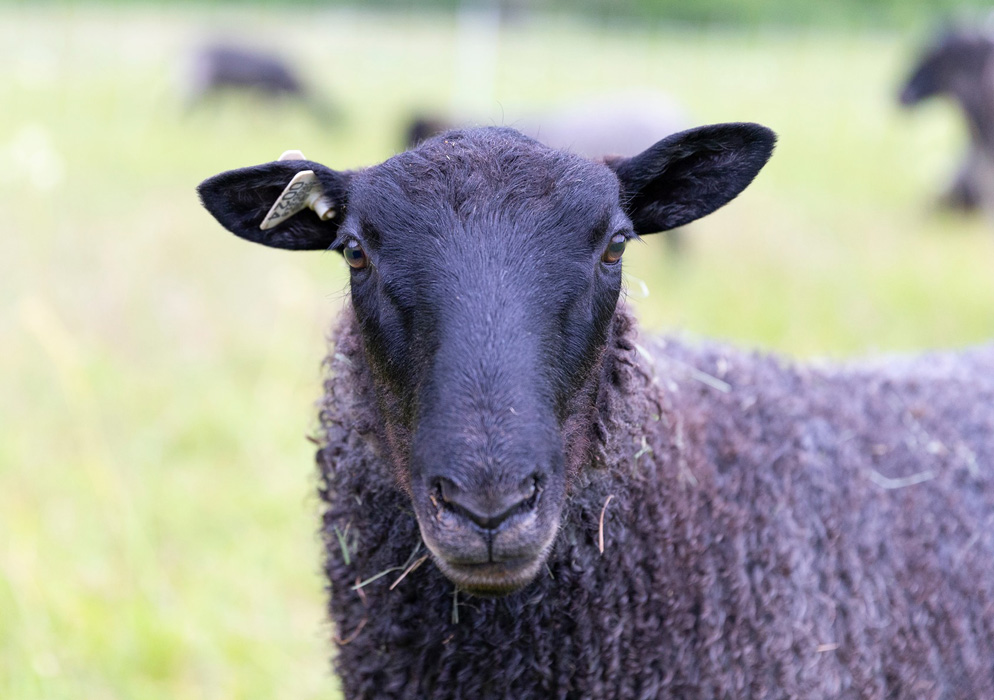 Raising Gotland Sheep at Appletree Farm, Eugene, Oregon