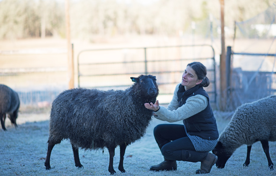 Elsa, Gotland ewe from Appletree Farm, Eugene, OR