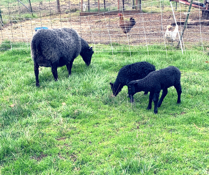 Elsa, Gotland ewe, and her lambs