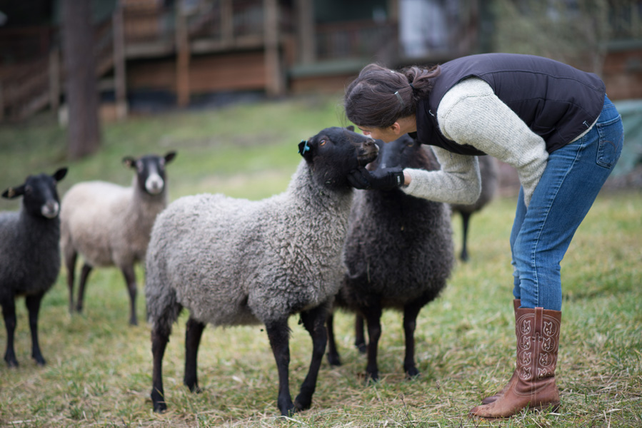 Galway - Gotland ewe from Appletree Farm, Eugene, OR
