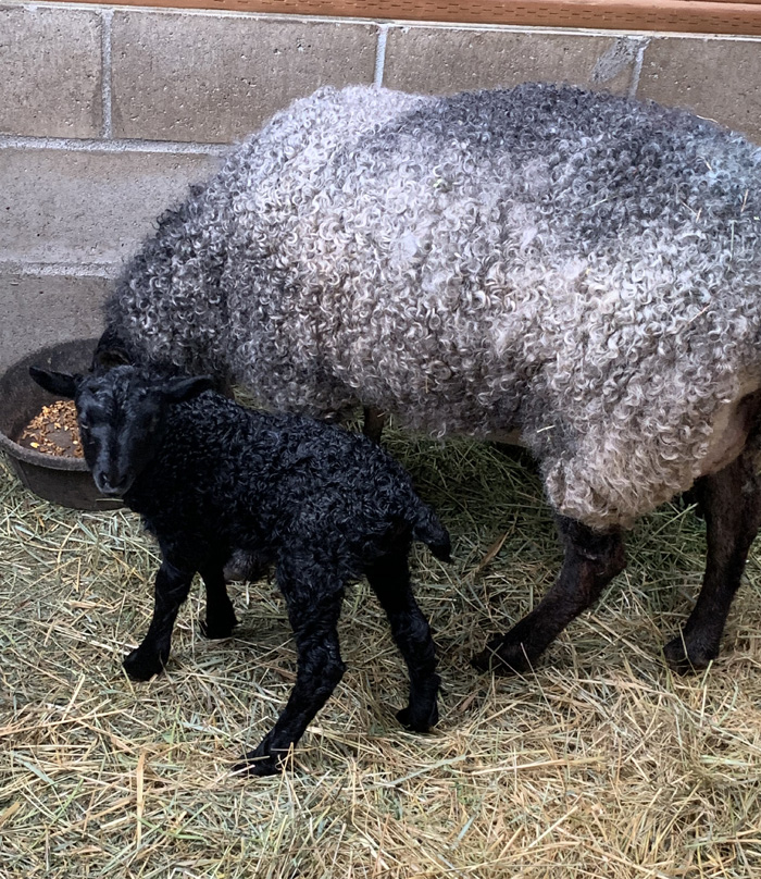 Gotland ewe with her lamb at Appletree Farm, Eugene, OR