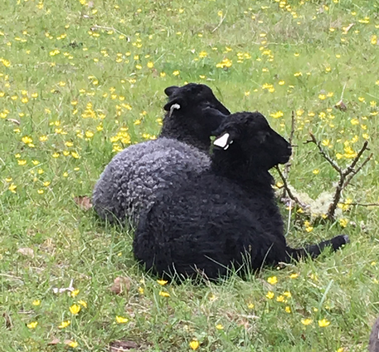 Gotland lambs from Appletree Farm, Eugene, OR