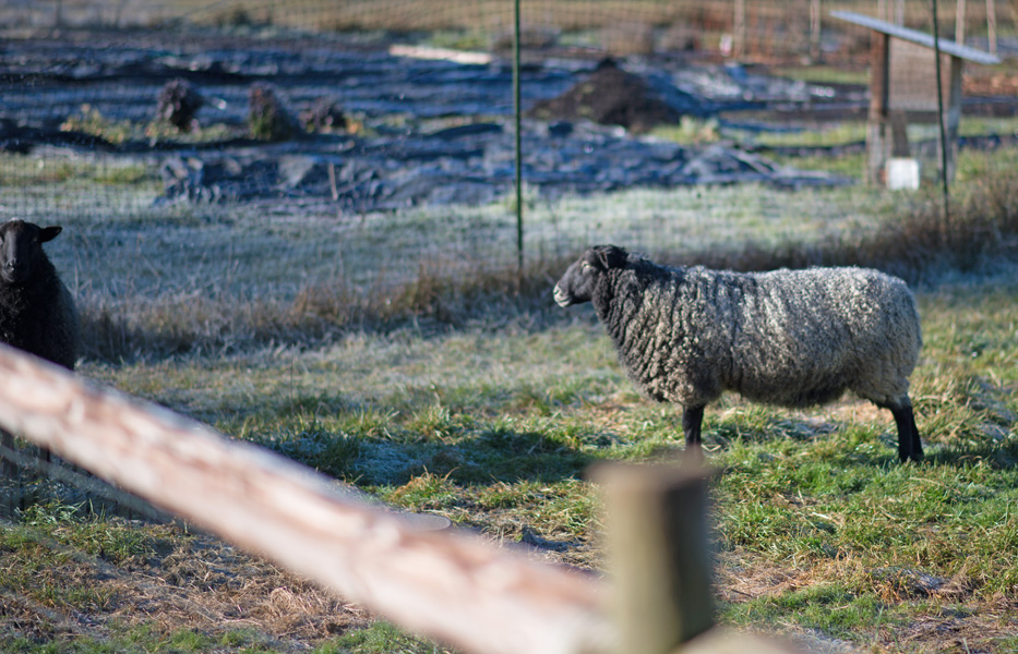 Gotland rams from Appletree Farm, Eugene, OR