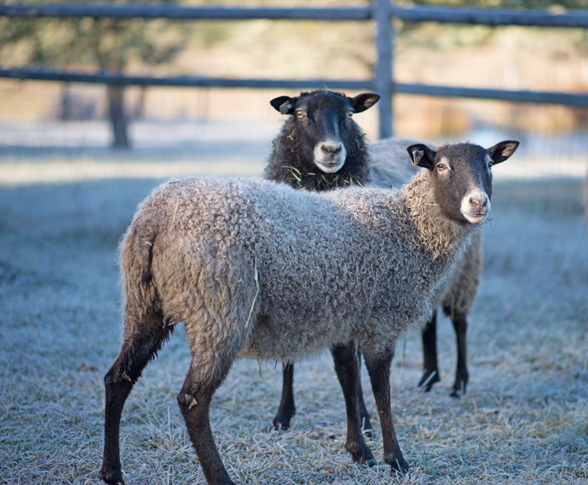 Gotland sheep from Appletree Farm, Eugene, Or