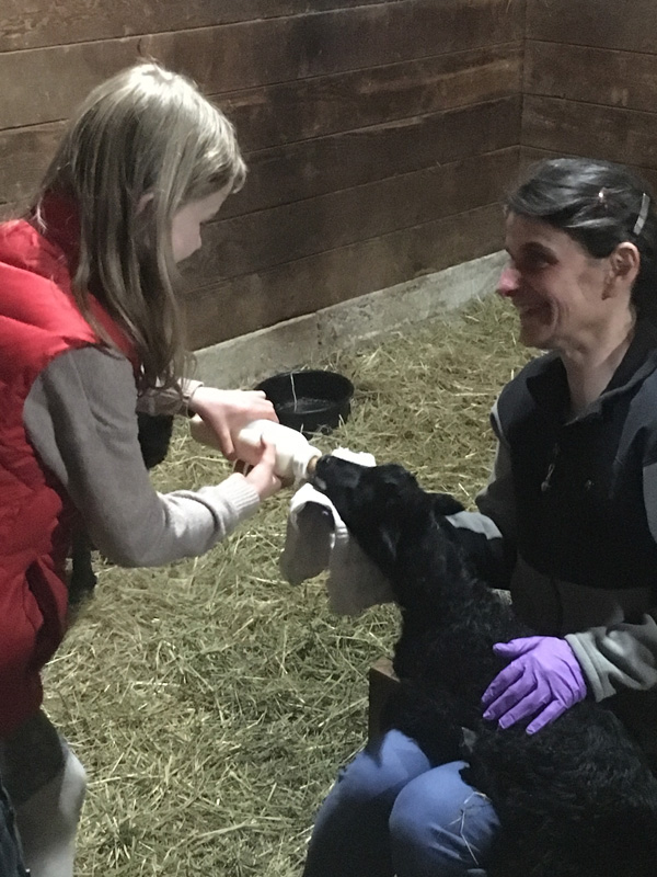 Bottle feeding a Gotland lamb at Appletree Farm, Eugene, OR