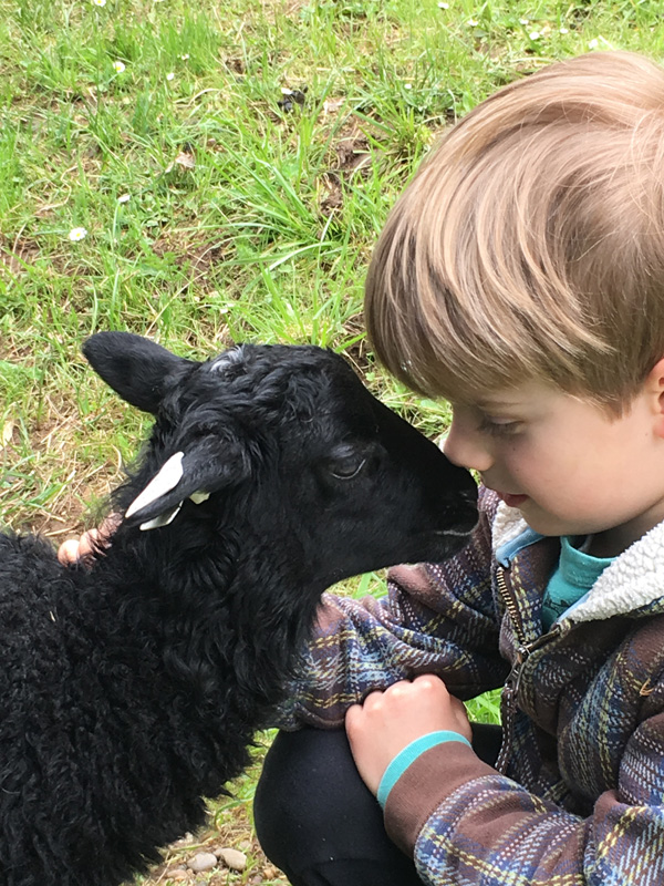 Child with Gotland lamb