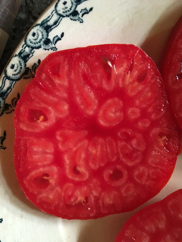 Fresh tomato at Appletree Farm, Eugene, OR