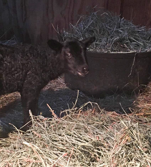 Gotland lamb at Appletree Farm, Eugene, OR