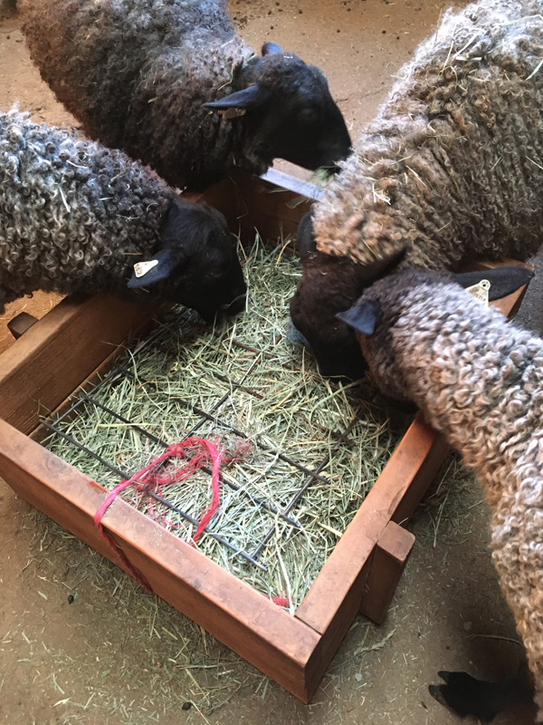 Gotland sheep at their feeder