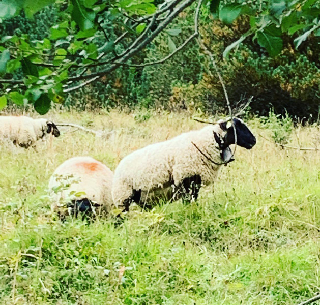 Sheep on our trip to France