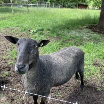 Teaser ram for help with breeding our Gotland sheep