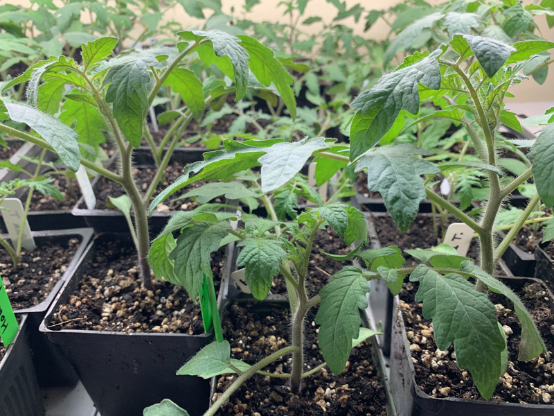 Tomato seedings - Appletree Farm, Eugene, OR