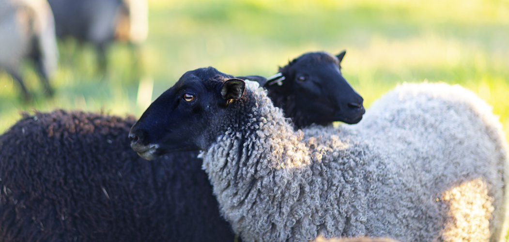 Gotland sheep - Appletree Farm, Eugene, OR