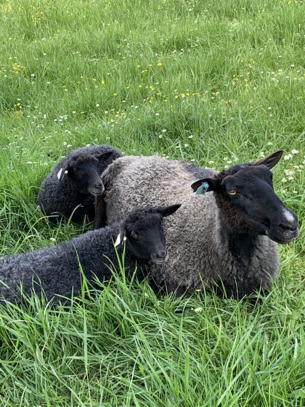 Gotland sheep-at Appletree Farm in Eugene Oregon