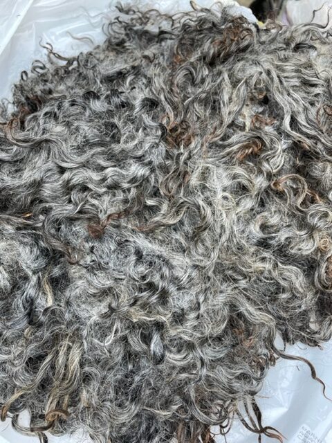 Gotland wool fleece from Appletree Farm, Eugene, OR