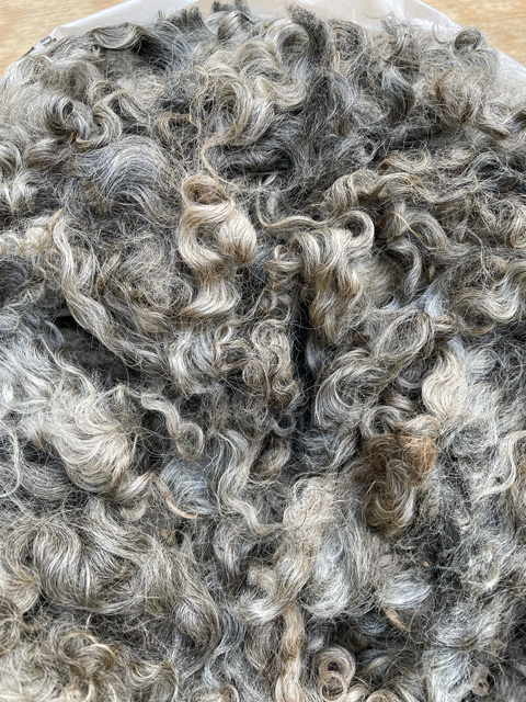 Gotland wool fleece from Appletree Farm, Eugene, OR