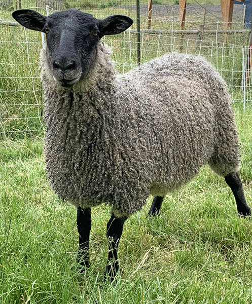 Gotland Sheep from Appletree Farm, Eugene, OR