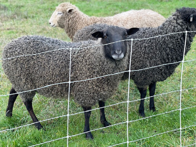 Clas - Gotland Sheep from Appletree Farm, Eugene, OR