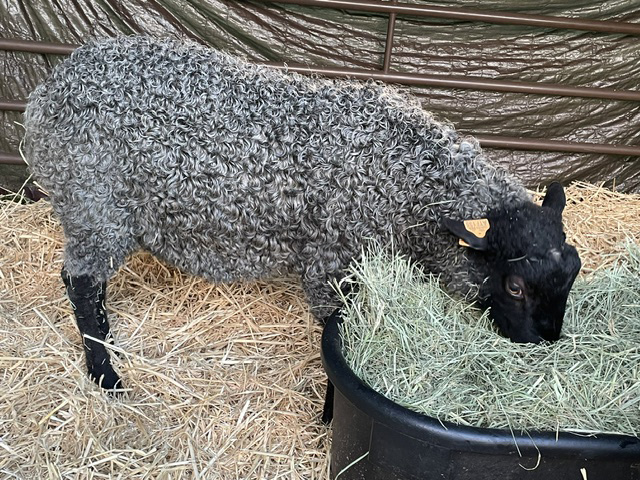 ATF Pierre, Gotland ram - Appletree Farm, Eugene, OR