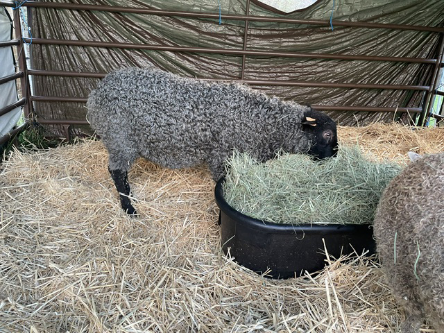 ATF Pierre, Gotland ram - Appletree Farm, Eugene, OR