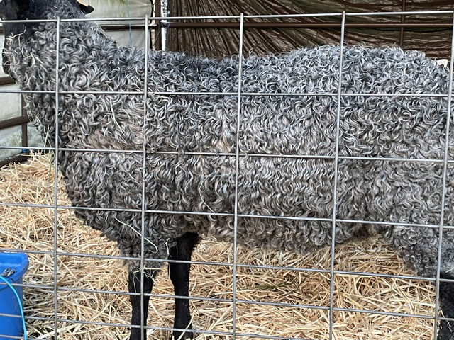 ATF Pierre, Gotland ram - Appletree Farm, Eugene, OR